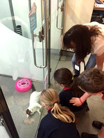 History competition winners visit to Battersea Dogs and Cats Home September 2015